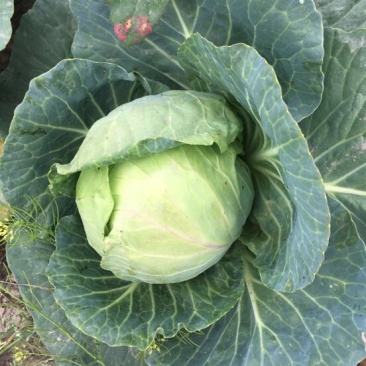 包菜一扁包菜，甘蓝，京丰一号海量供应中，满足全国随调货