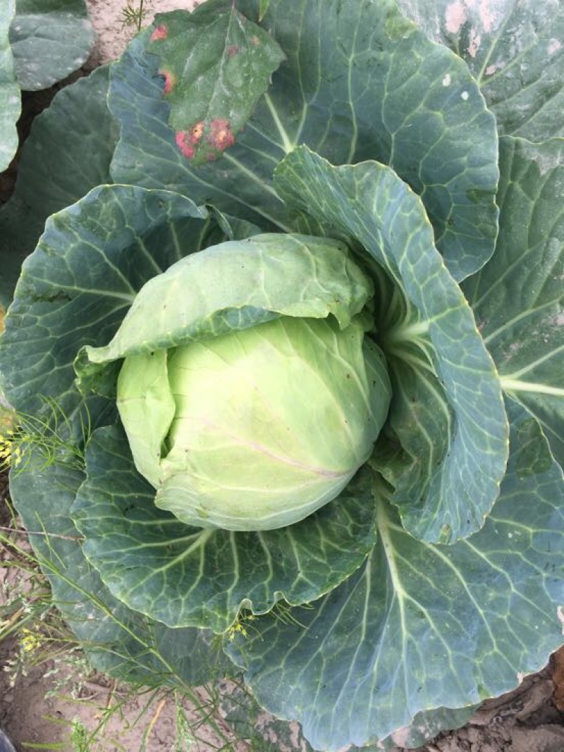 包菜一扁包菜，甘蓝，京丰一号海量供应中，满足全国随调货