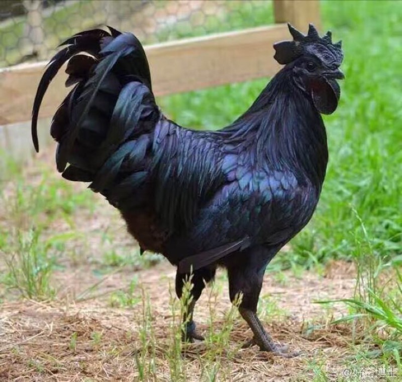 鸡苗