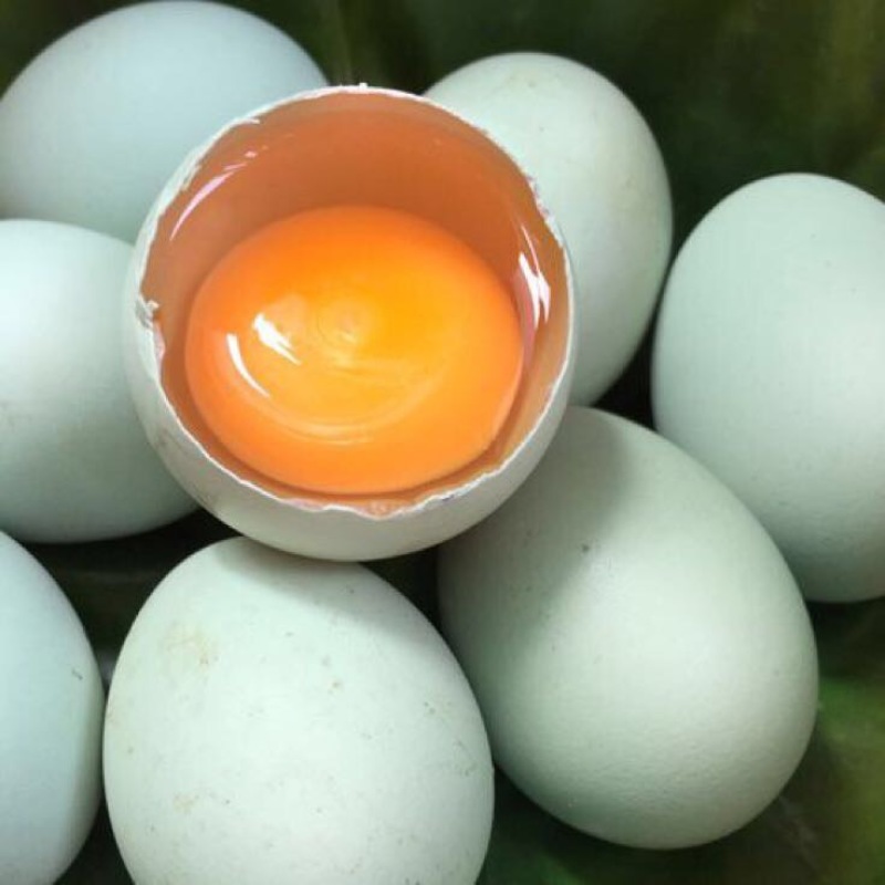 绿壳鸡蛋