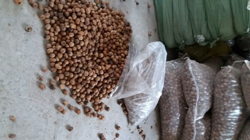 薄皮核桃去皮30~35mm干
