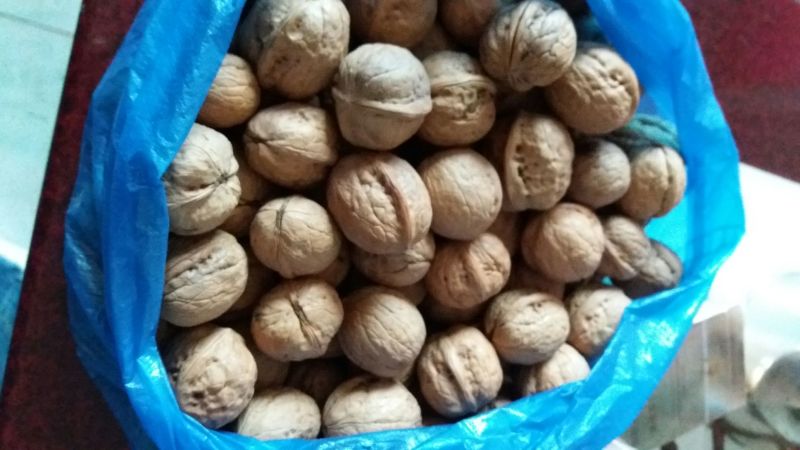 薄皮核桃去皮30~35mm干