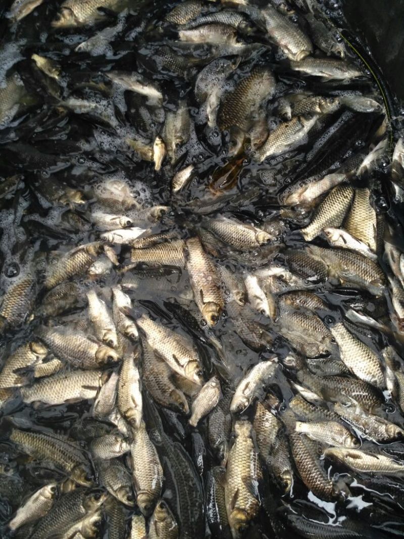 白鲫食用