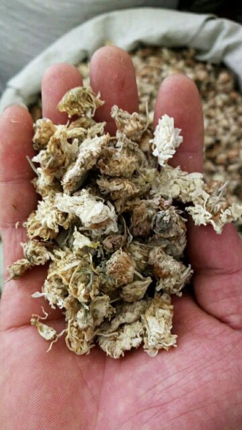 菊花中药材菊花药用菊花泡水菊花