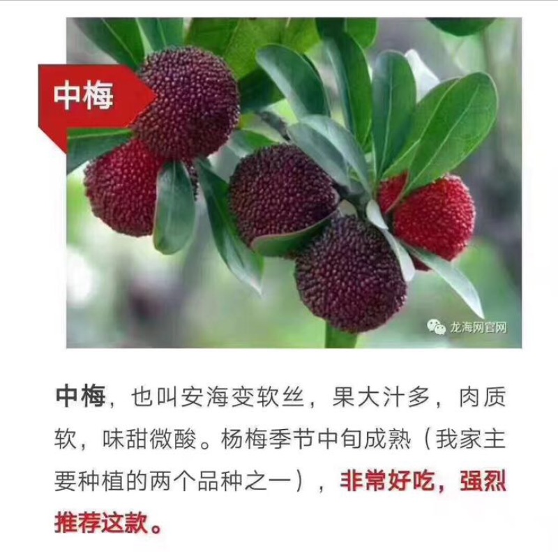 龙海杨梅
