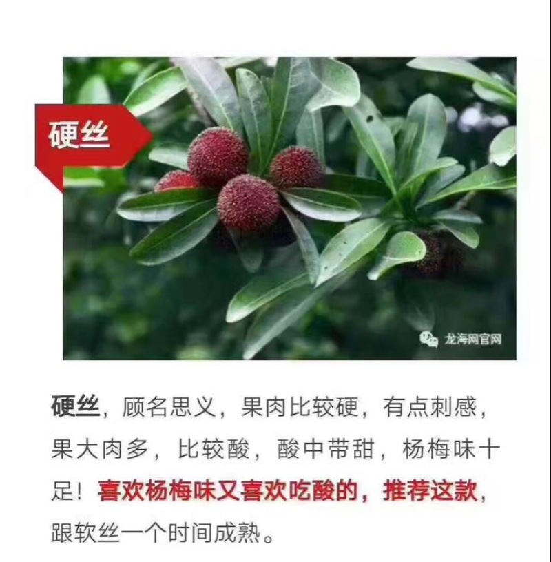 龙海杨梅
