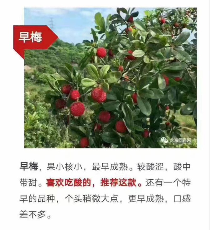 龙海杨梅
