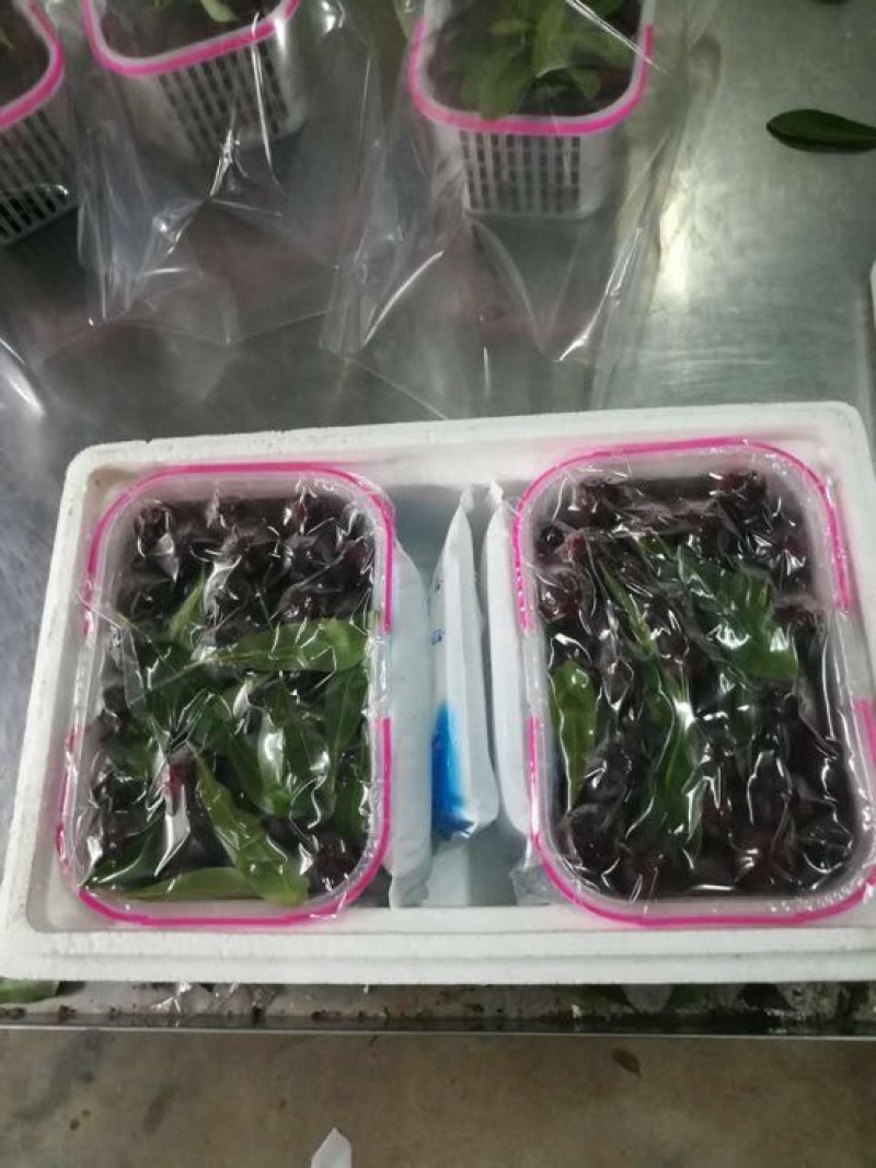 龙海杨梅
