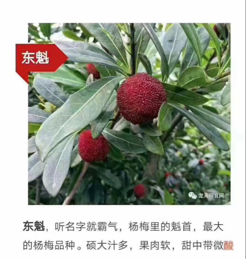 龙海杨梅