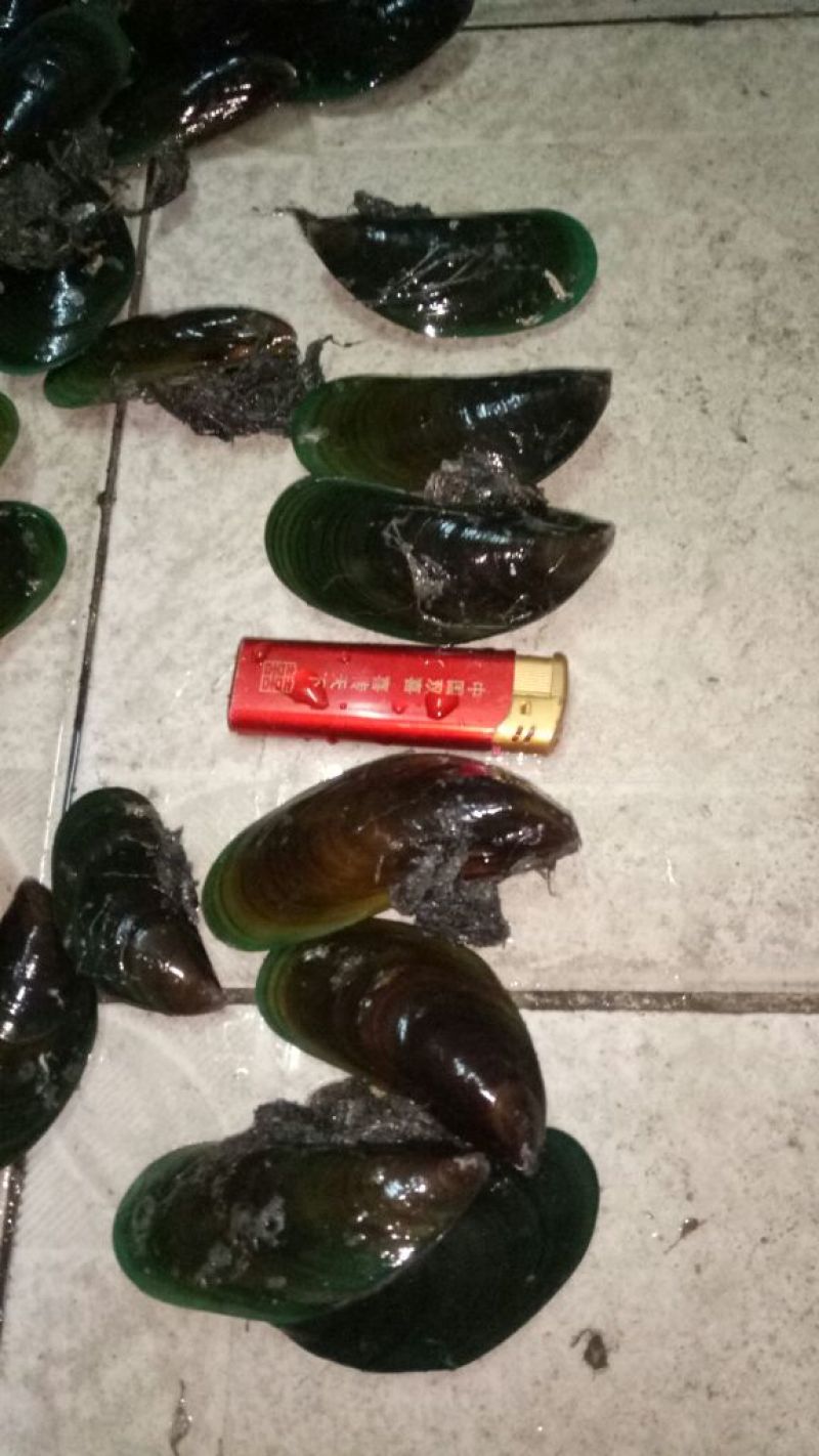 毛螺红螺食用鲜活10~30只/kg
