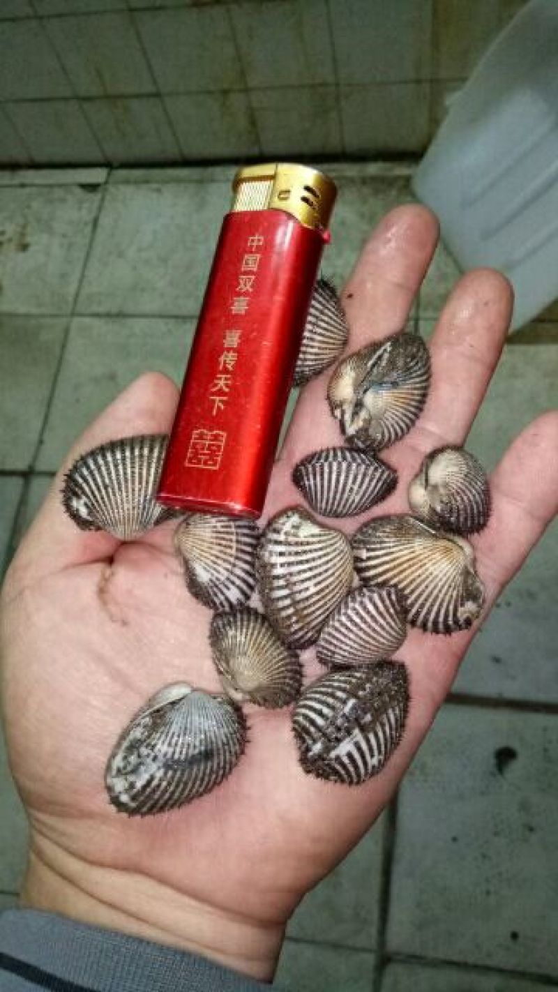 毛螺红螺食用鲜活10~30只/kg