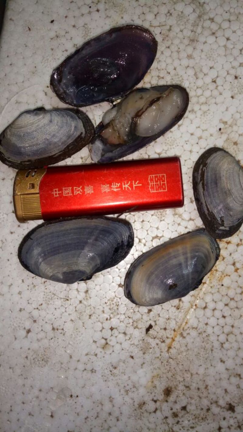 毛螺红螺食用鲜活10~30只/kg