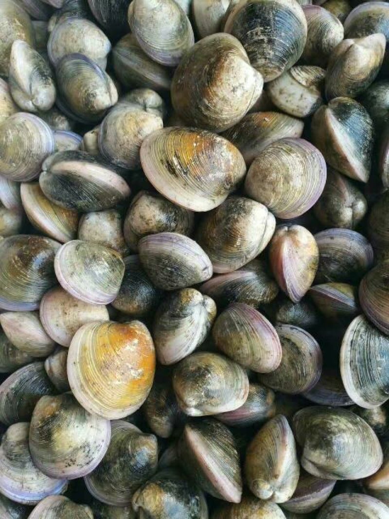 毛螺红螺食用鲜活10~30只/kg