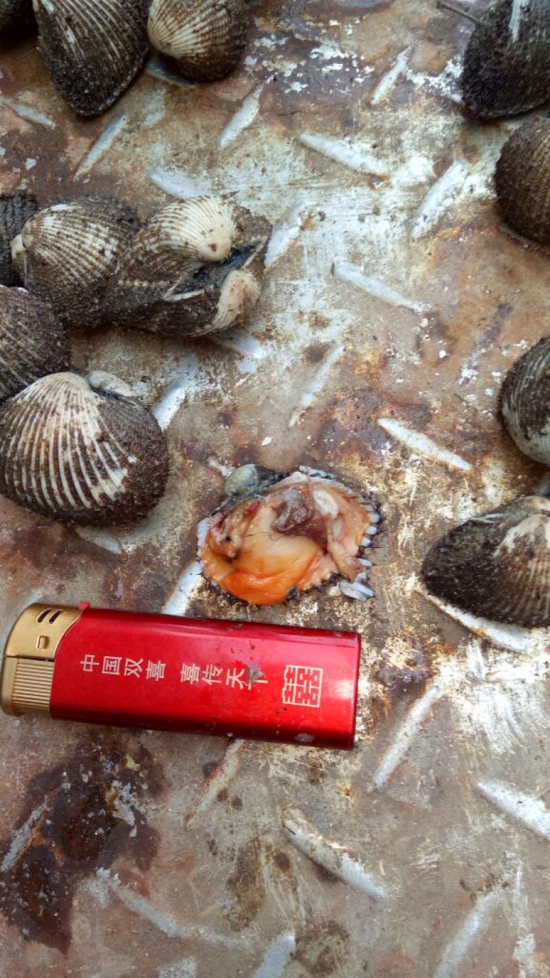 毛螺红螺食用鲜活10~30只/kg