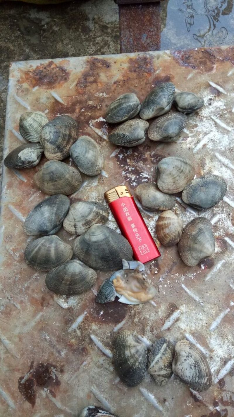 毛螺红螺食用鲜活10~30只/kg