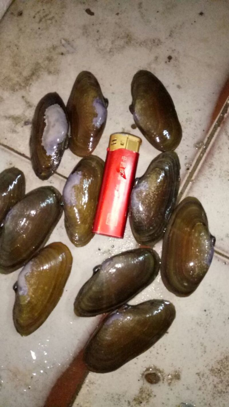 毛螺红螺食用鲜活10~30只/kg