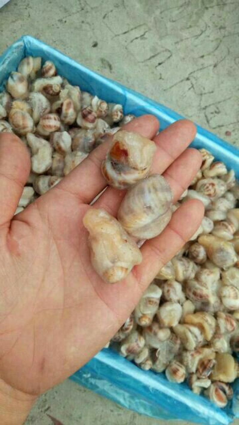 毛螺红螺食用鲜活10~30只/kg