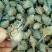 毛螺红螺食用鲜活10~30只/kg