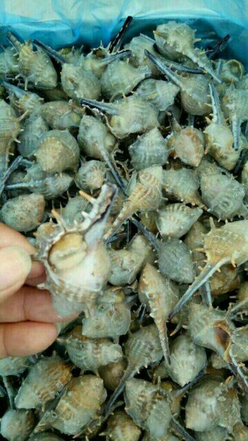 毛螺红螺食用鲜活10~30只/kg