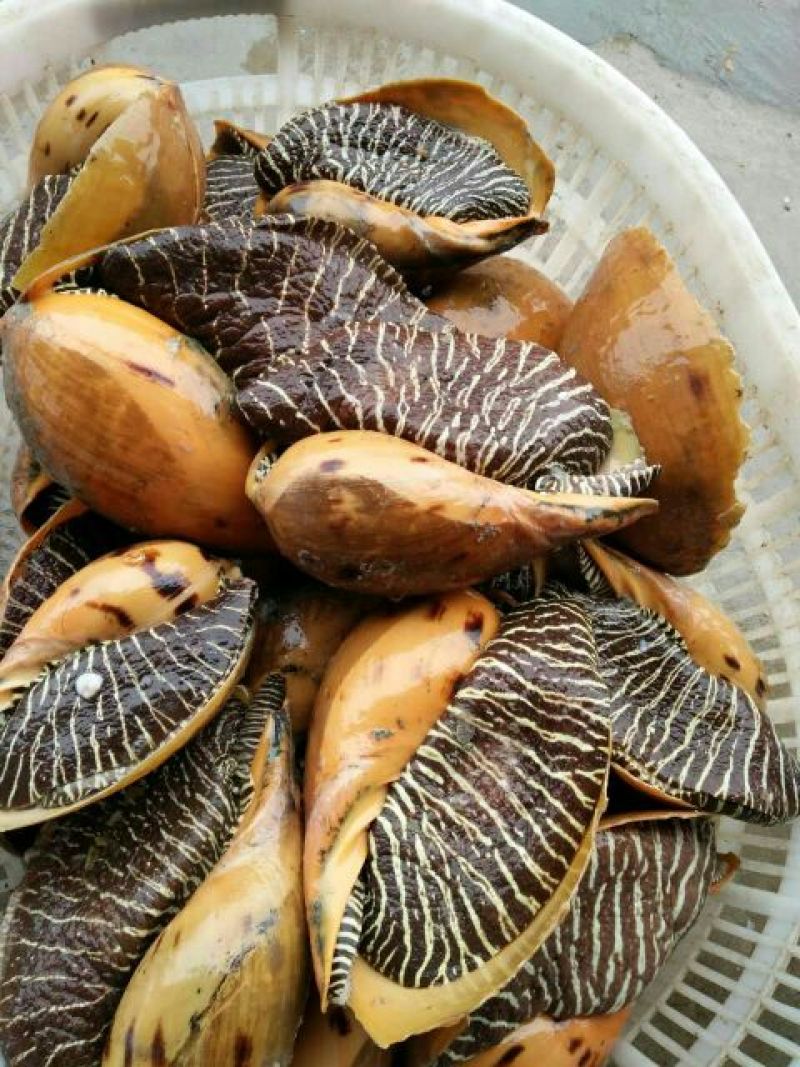 毛螺红螺食用鲜活10~30只/kg