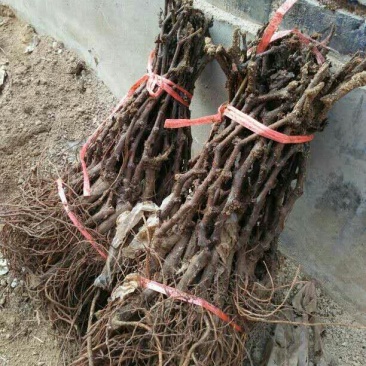 葡萄苗1年30~50cm，占地葡萄树