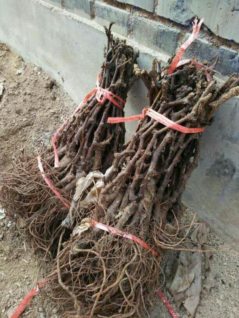 葡萄苗1年30~50cm，占地葡萄树