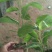 满天星百香果苗10~20cm