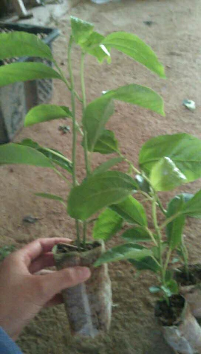 满天星百香果苗10~20cm