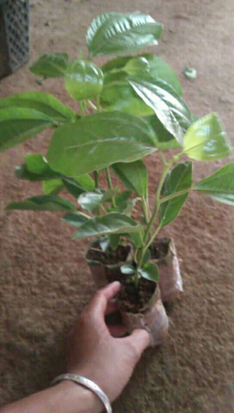 满天星百香果苗10~20cm