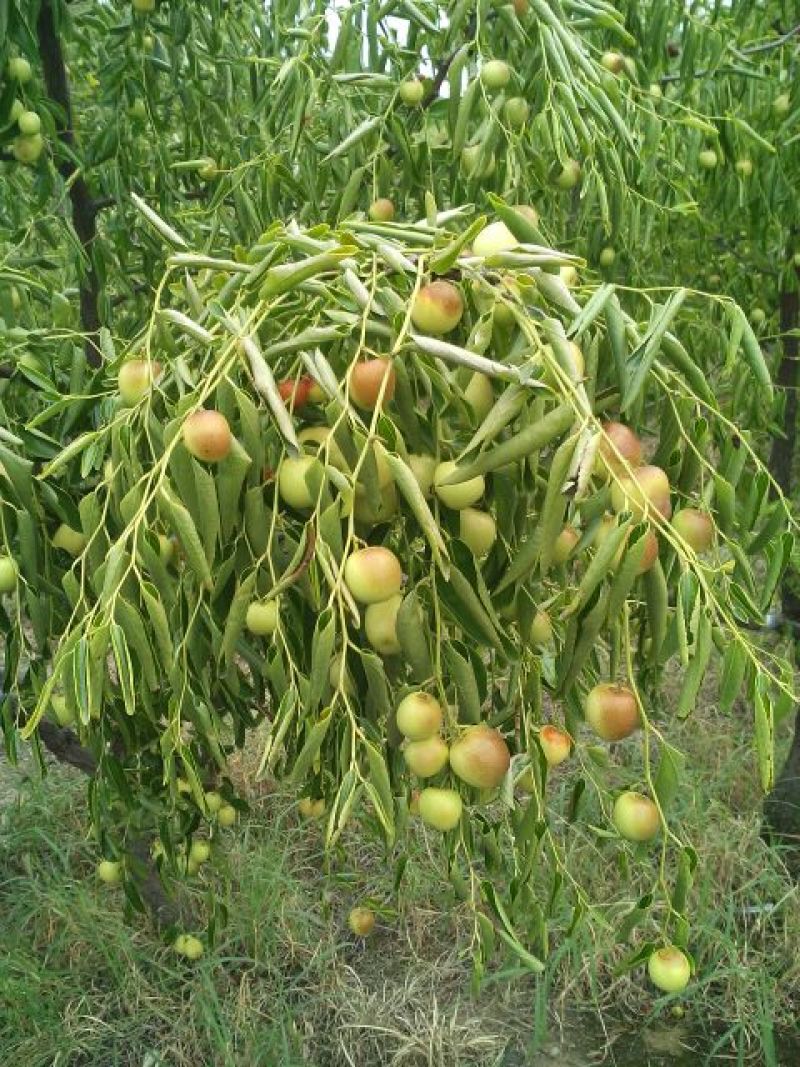 冬枣树苗80~110cm，占地枣树，精品枣树