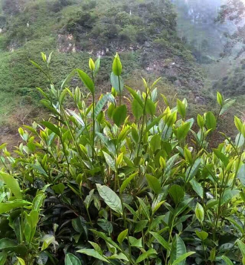 普洱绿茶晒青毛茶凤庆原产