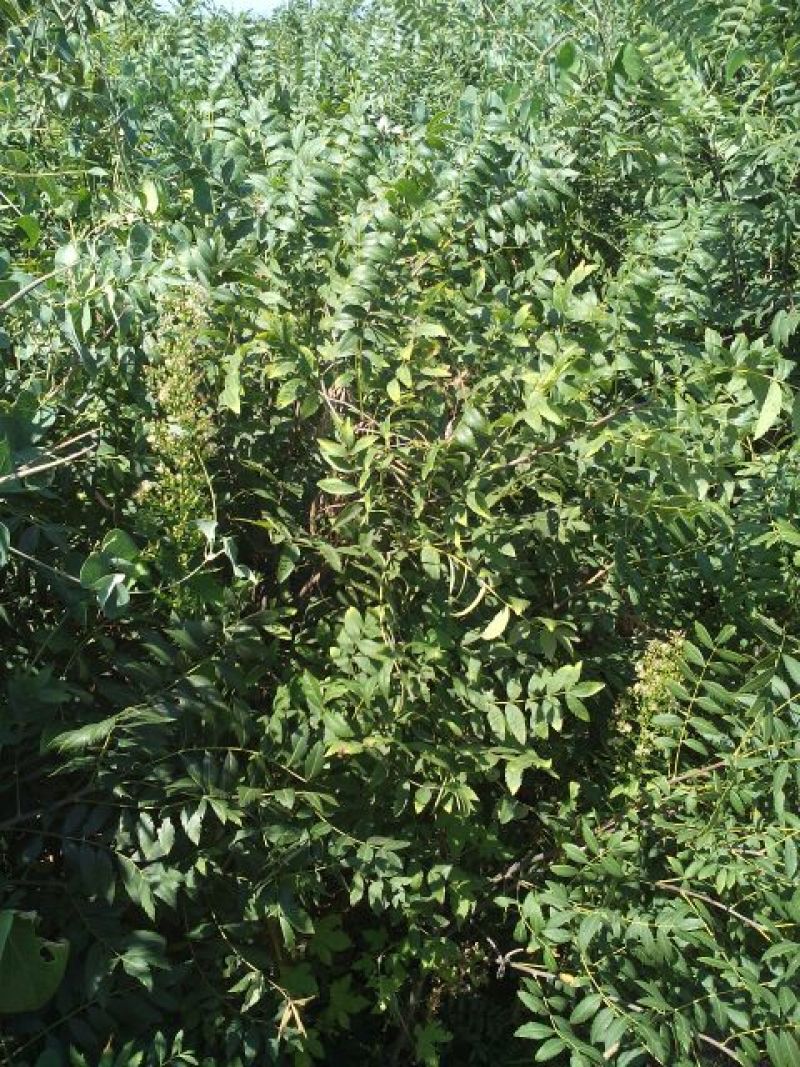 精品文冠果苗，优质文管苗，木瓜1-10公分
