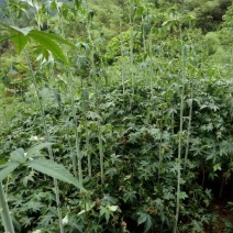 覆盆子苗又名甜茶苗！本地树梅苗