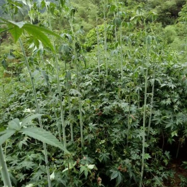 覆盆子苗又名甜茶苗！本地树梅苗