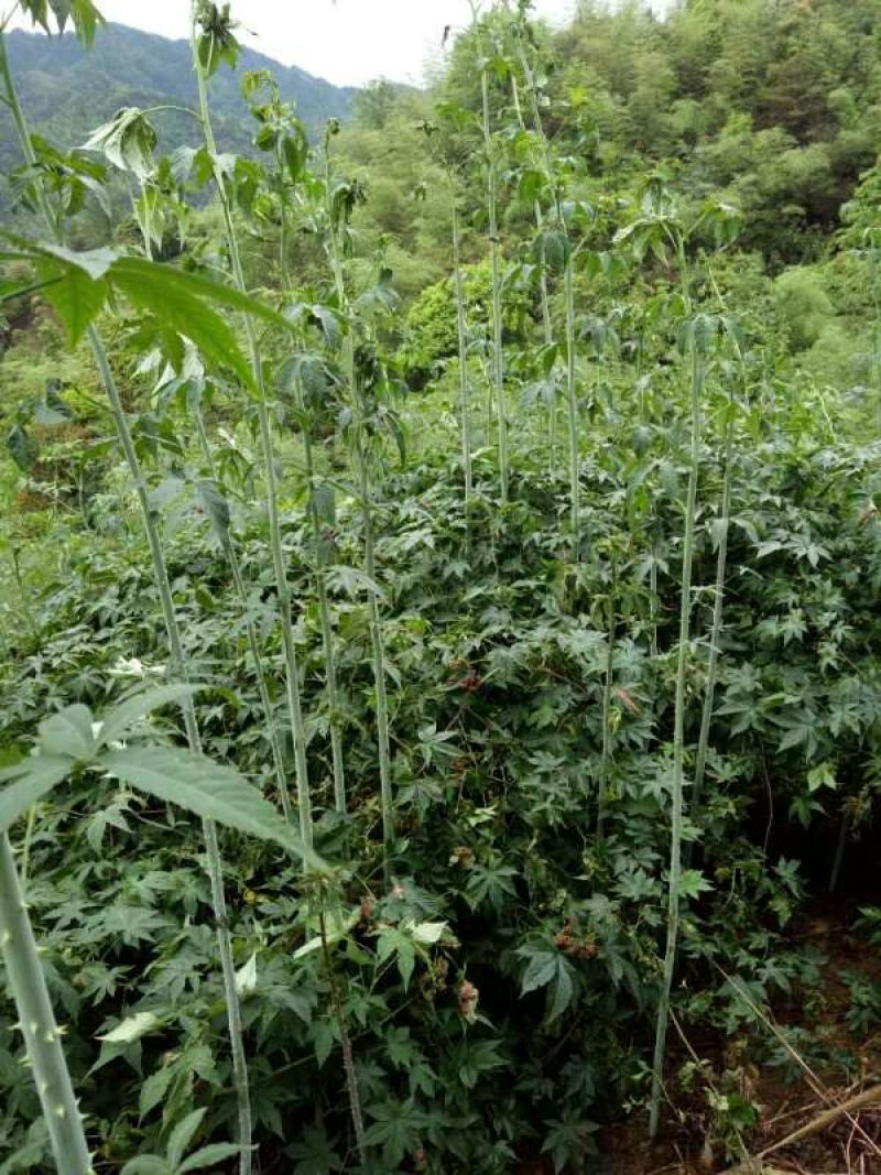 覆盆子苗又名甜茶苗！本地树梅苗