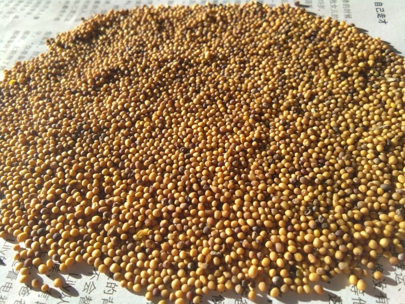 油菜籽1级