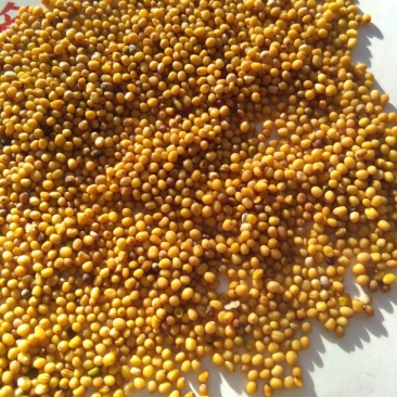 油菜籽1级