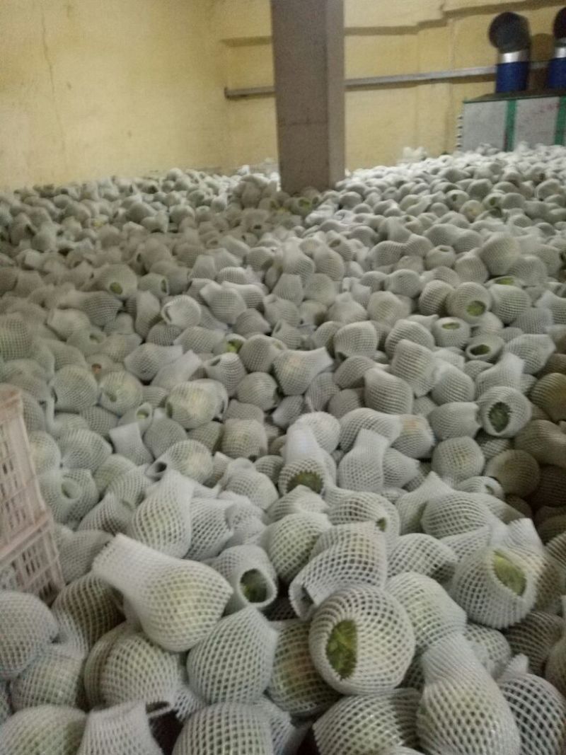 精品甘蓝，河北圆包菜量大从优诚信合作欢迎来电