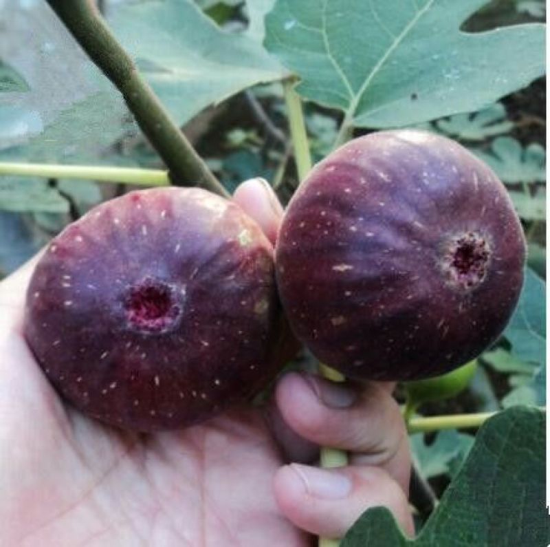 无花果树苗波姬红