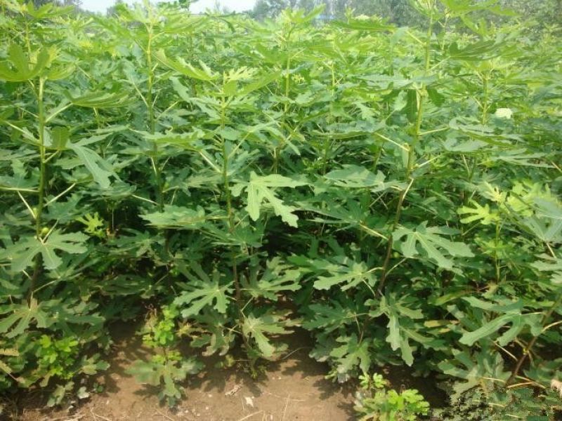 无花果树苗波姬红