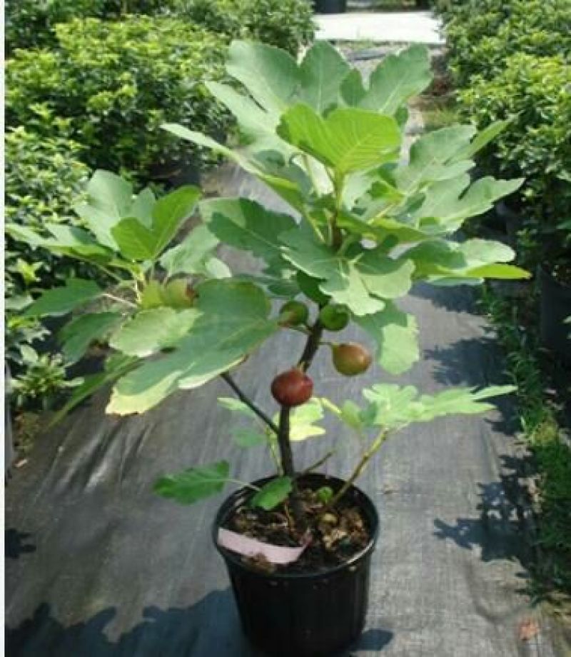 无花果树苗波姬红