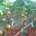 无花果树苗波姬红