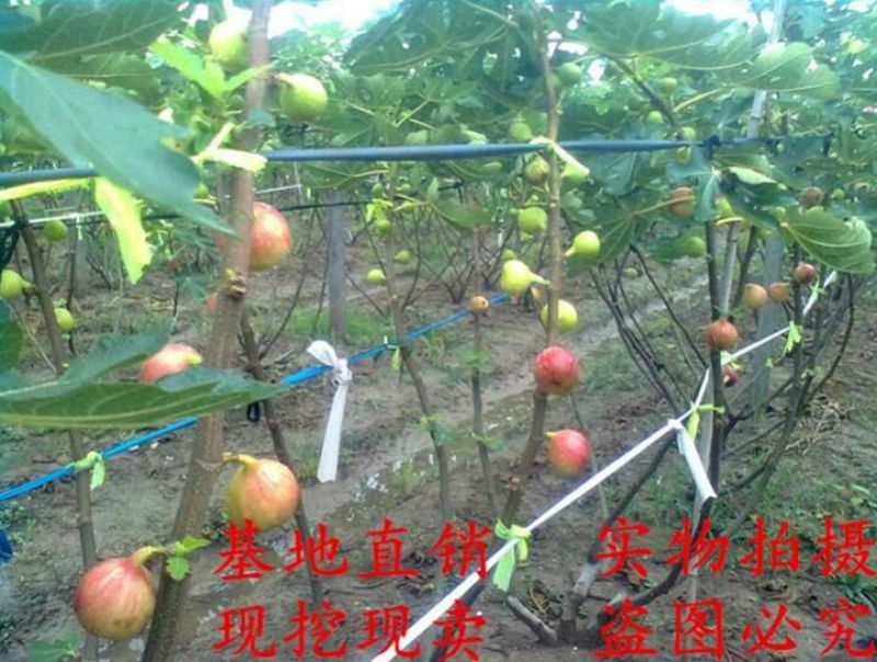 无花果树苗波姬红