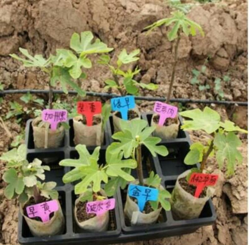 无花果树苗波姬红