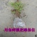 无花果树苗波姬红