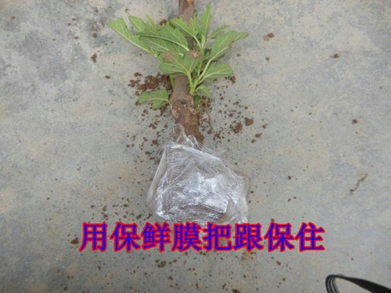 无花果树苗波姬红