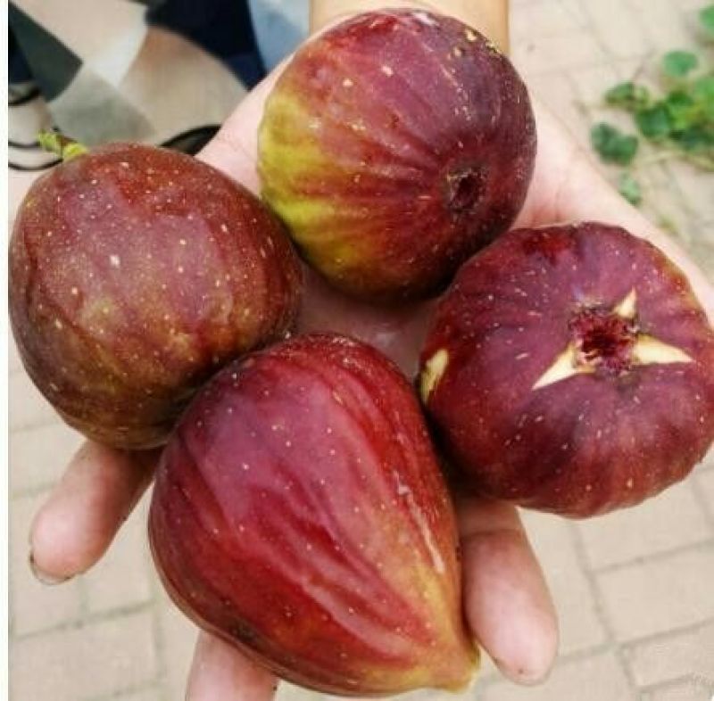 无花果树苗波姬红