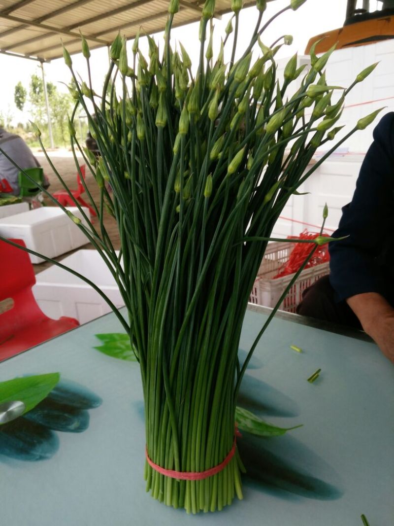 苔菜