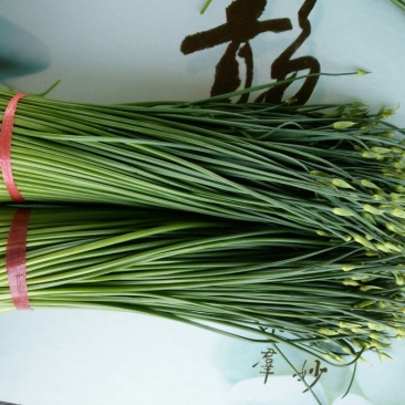 苔菜