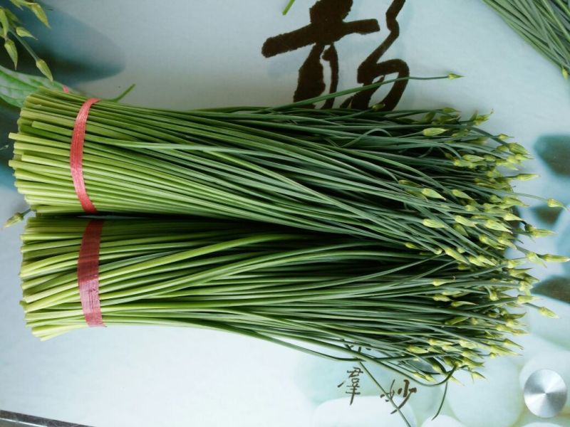 苔菜